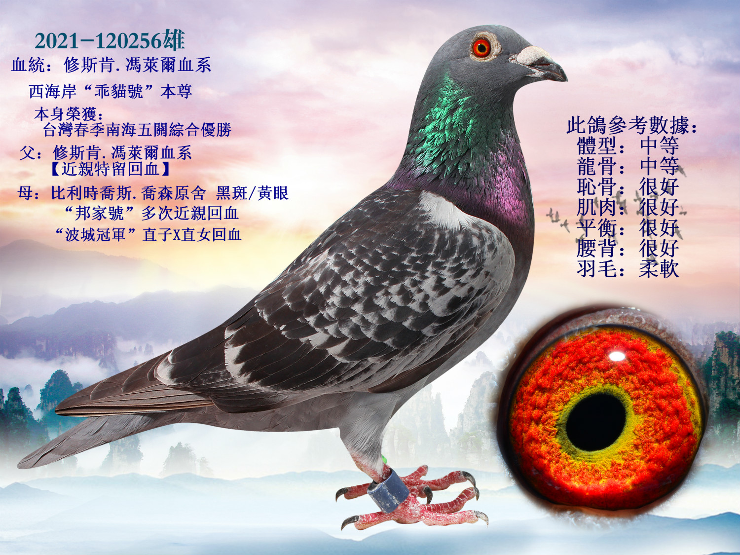 信鸽在线拍卖平台 - 中国信鸽信息网