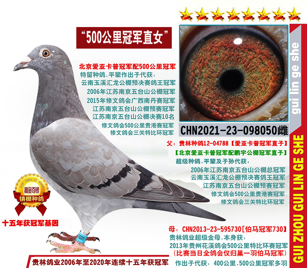 信鸽在线拍卖平台 - 中国信鸽信息网