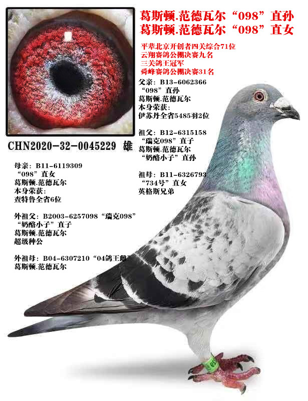 信鸽在线拍卖平台 - 中国信鸽信息网