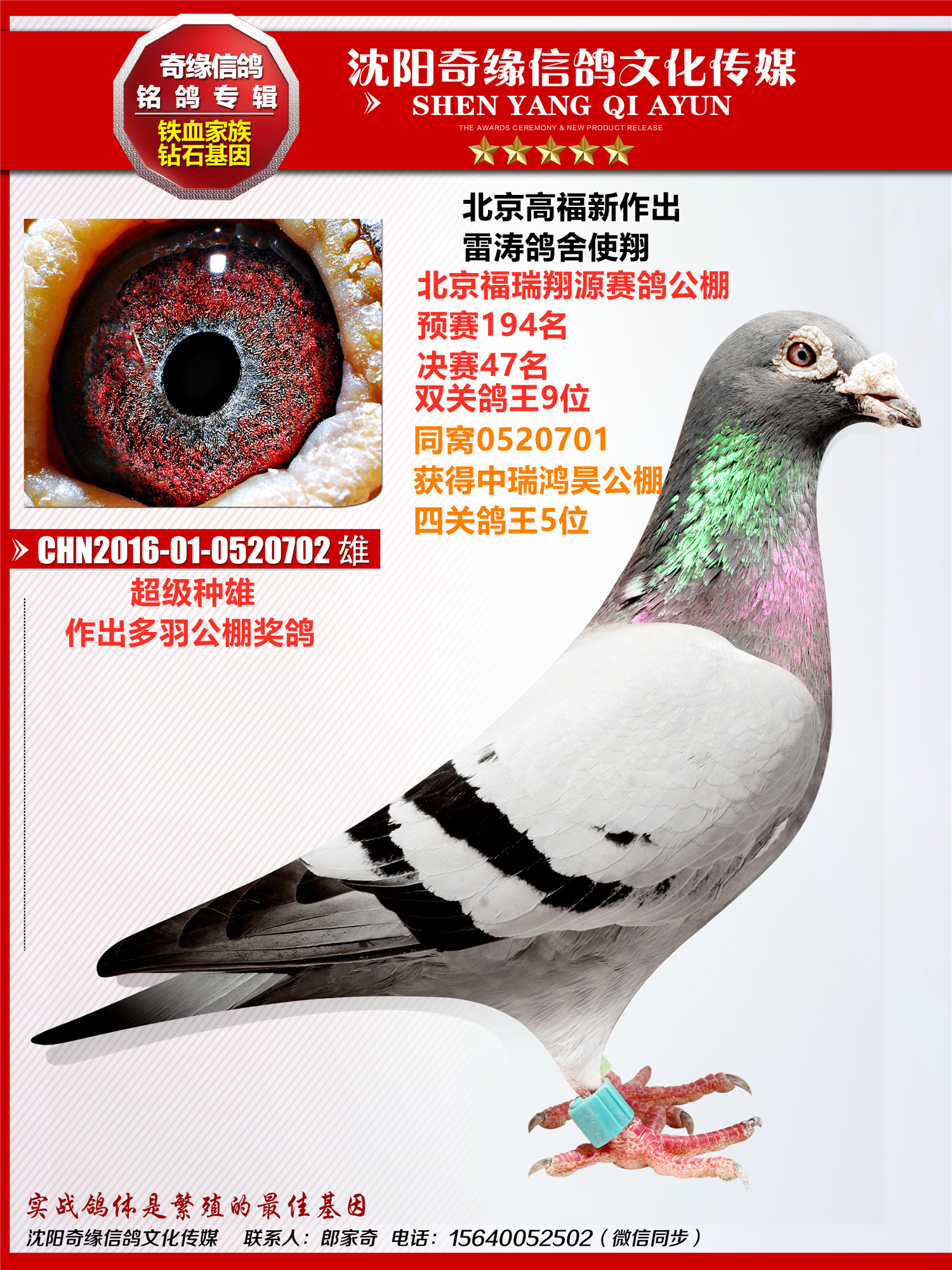 信鸽在线拍卖平台 - 中国信鸽信息网