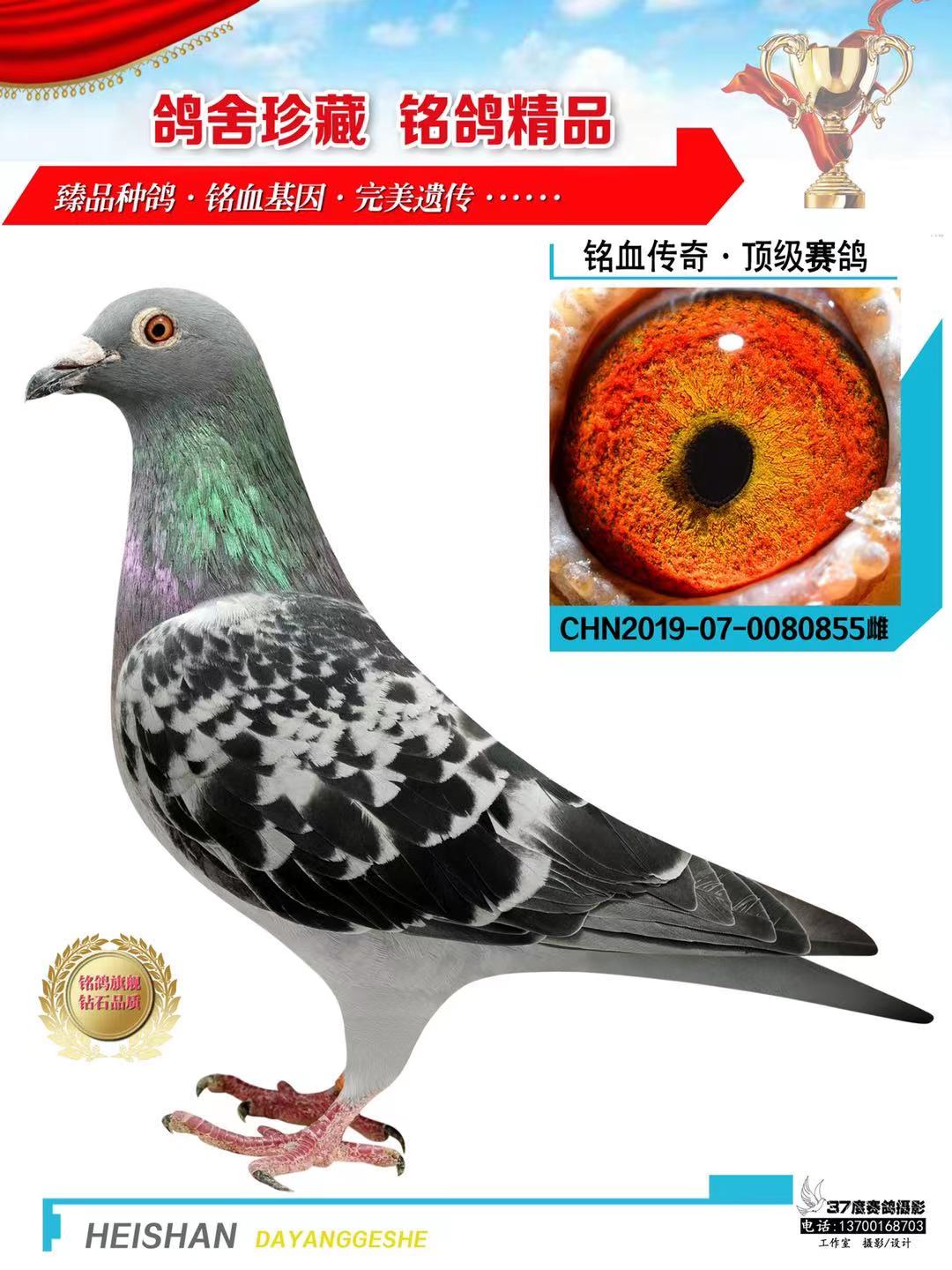 信鸽在线拍卖平台 - 中国信鸽信息网