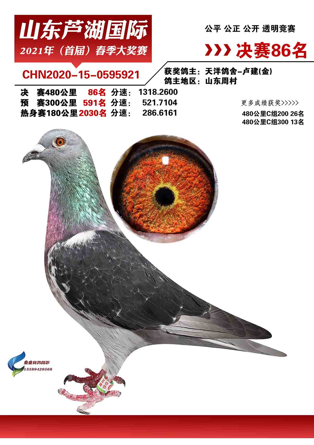 信鸽在线拍卖平台 - 中国信鸽信息网