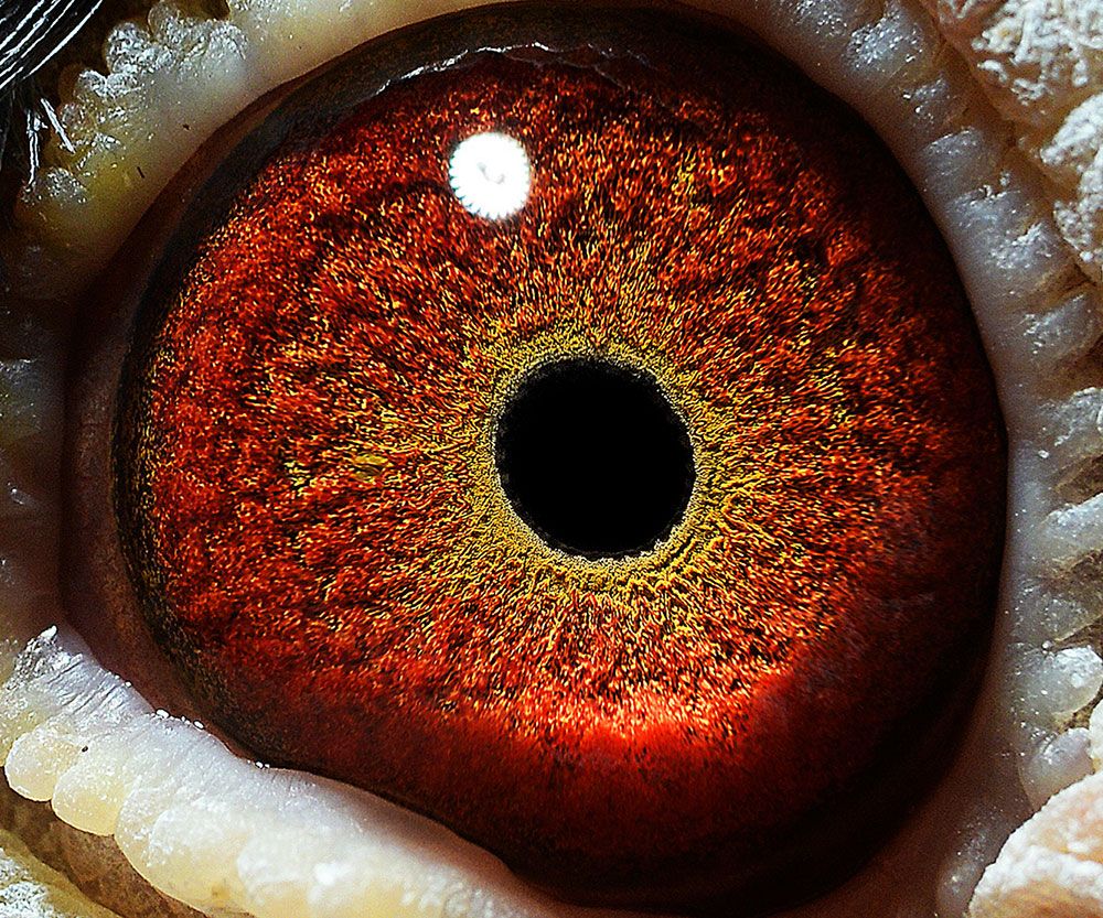 信鸽在线拍卖平台 - 中国信鸽信息网