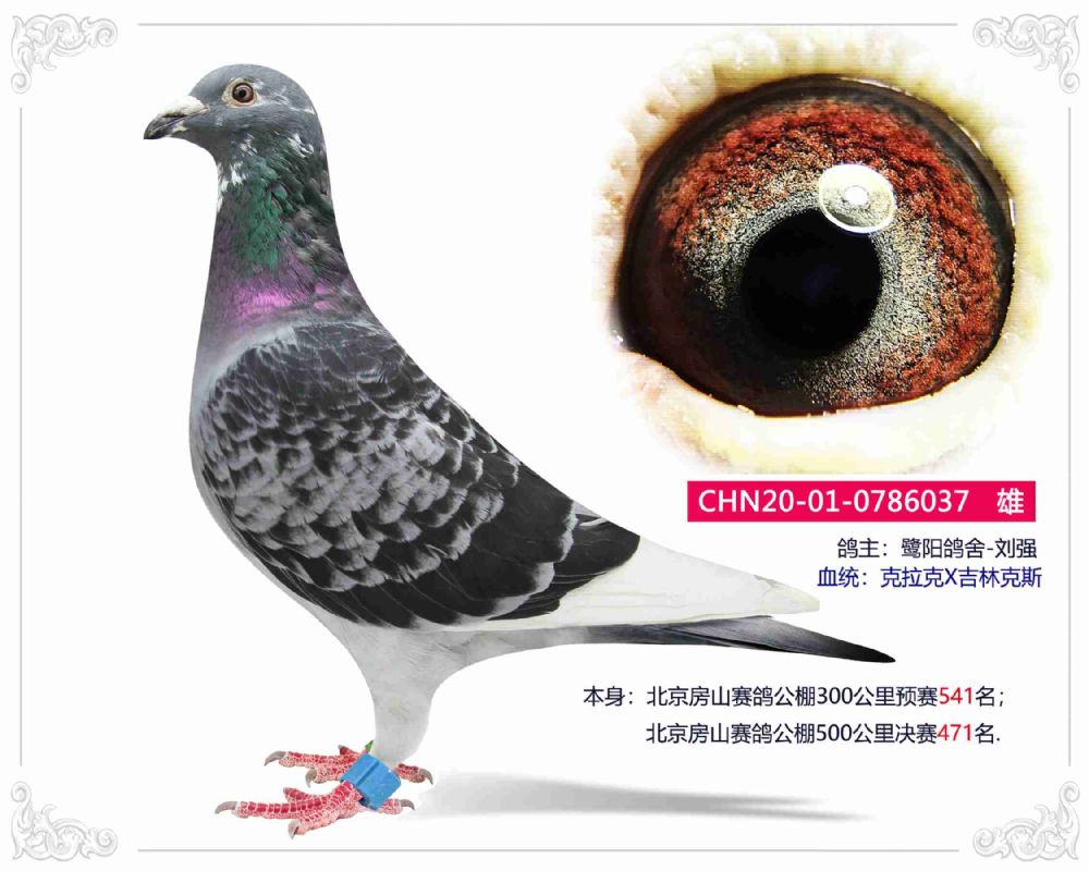 信鸽在线拍卖平台 - 中国信鸽信息网