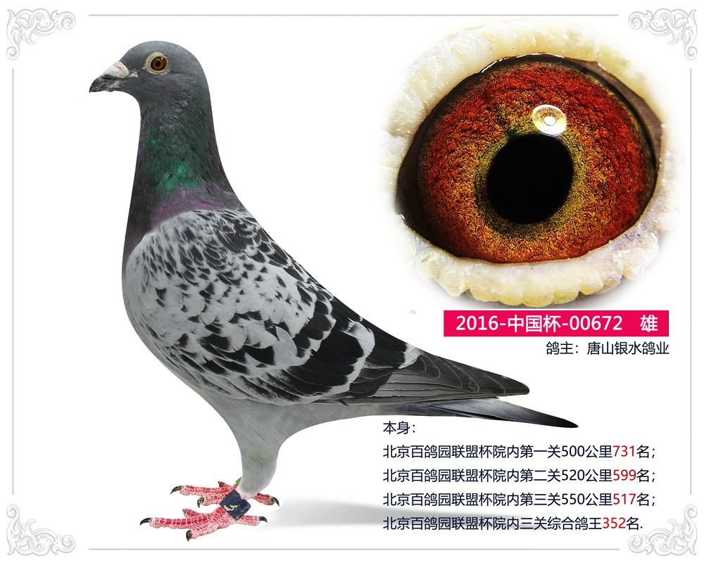 信鸽在线拍卖平台 - 中国信鸽信息网