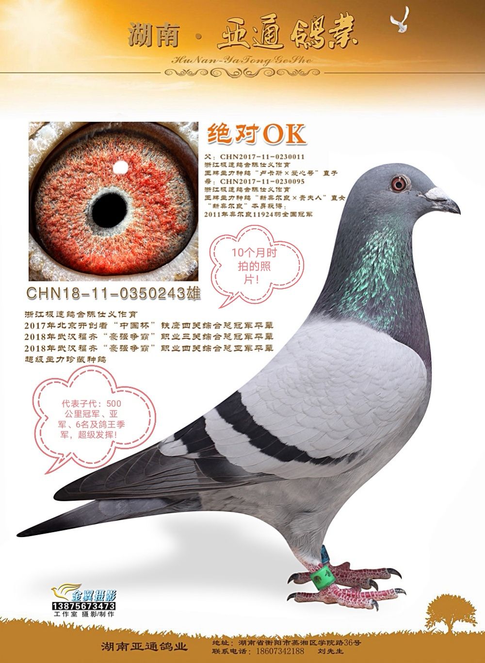 信鸽在线拍卖平台 - 中国信鸽信息网