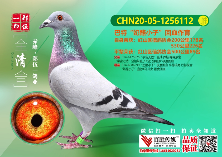 商品首 页  铭 鸽  新鸽上架  推荐铭鸽  定价鸽  在线拍鸽 黄金配对