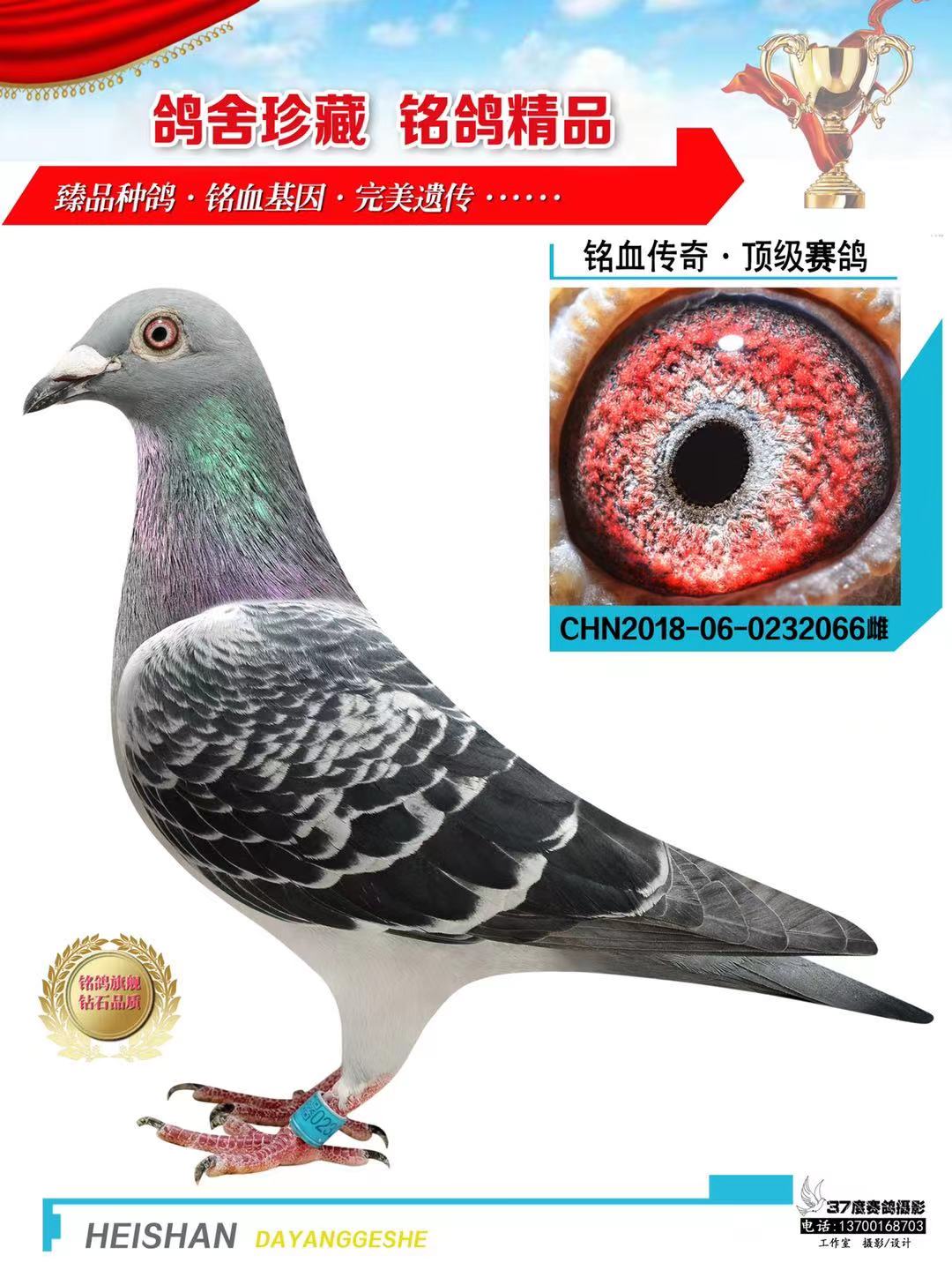 信鸽在线拍卖平台 - 中国信鸽信息网