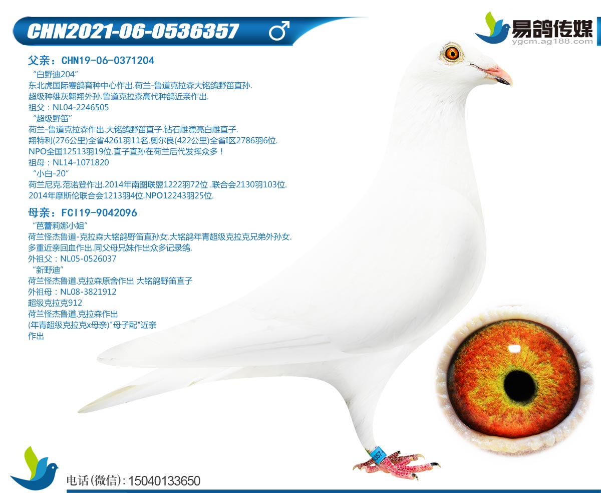 信鸽在线拍卖平台 - 中国信鸽信息网