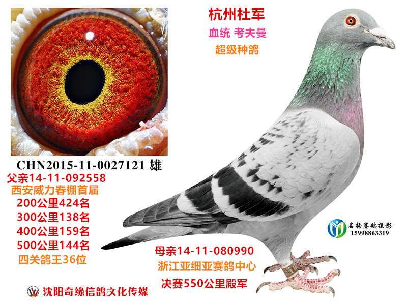 信鸽在线拍卖平台 - 中国信鸽信息网