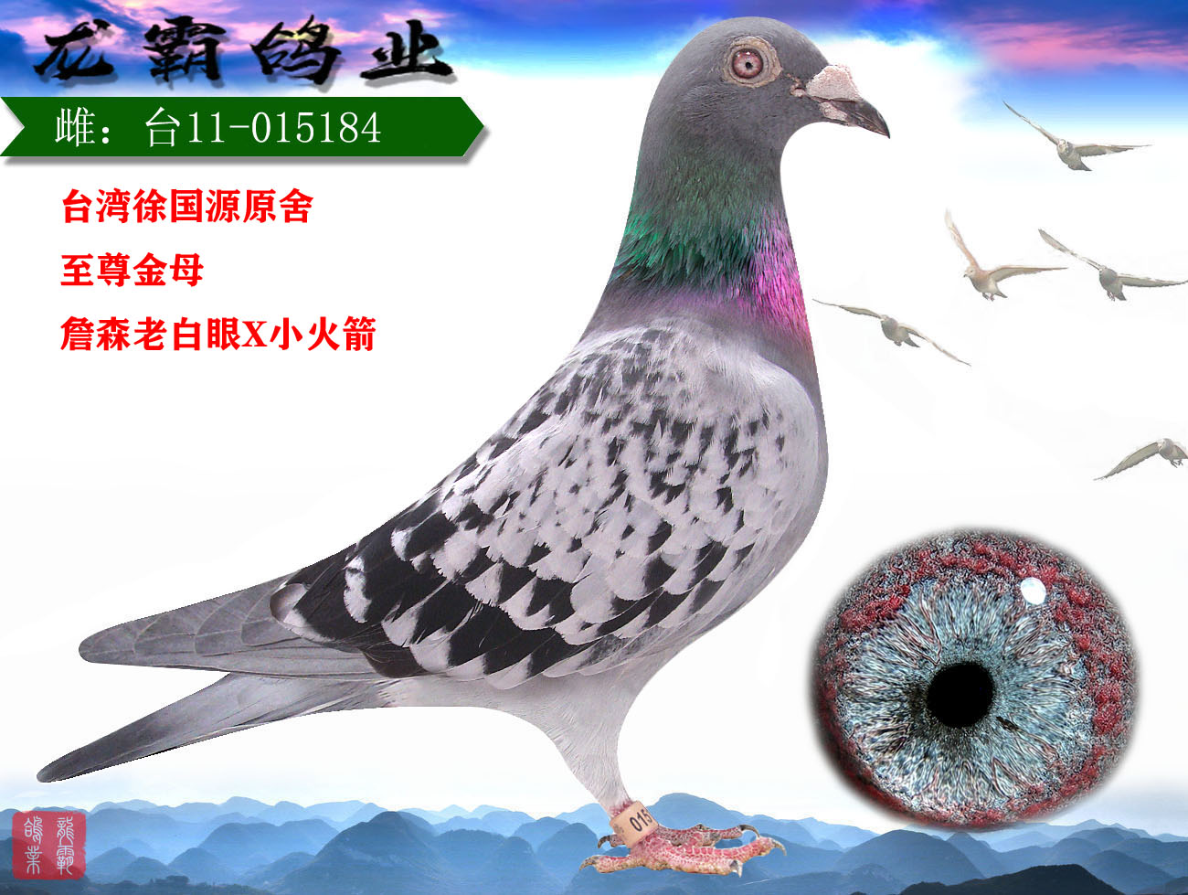 信鸽在线拍卖平台 - 中国信鸽信息网