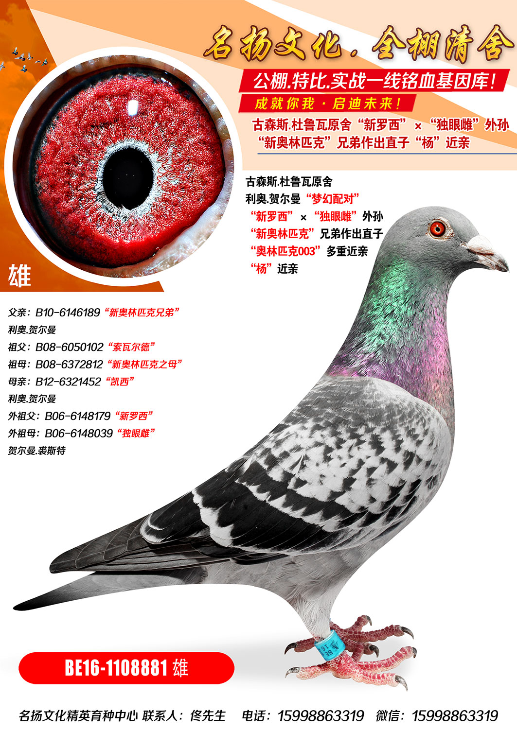 信鸽在线拍卖平台 - 中国信鸽信息网