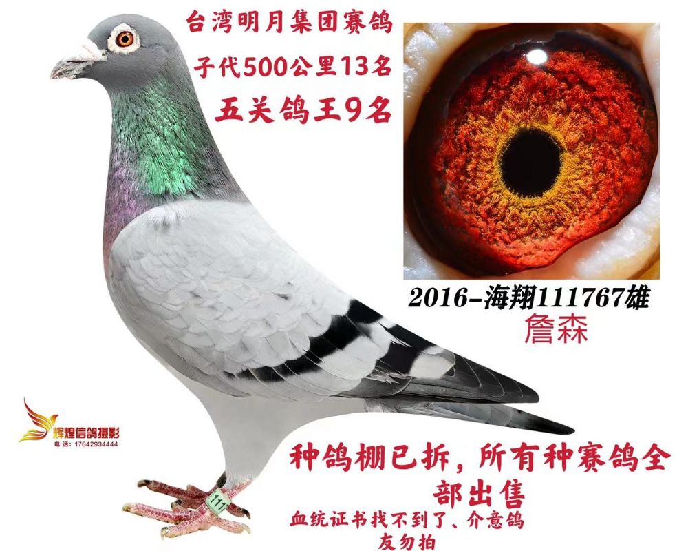 铭 鸽  新鸽上架  推荐铭鸽  定价鸽  在线拍鸽 黄金配对   网上展厅