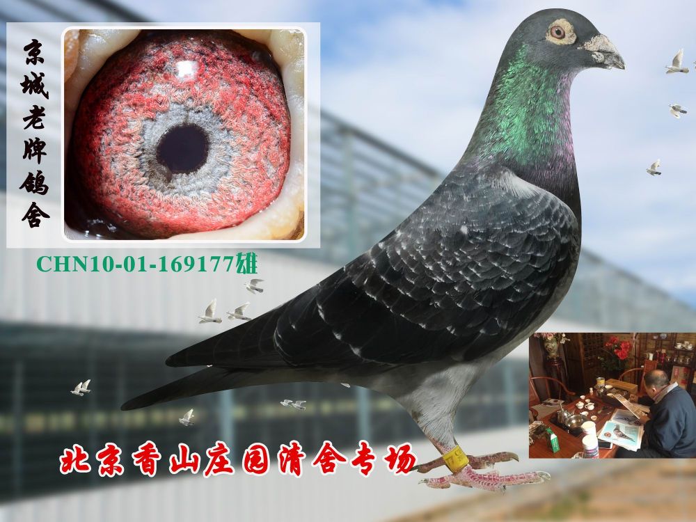 信鸽在线拍卖平台 - 中国信鸽信息网