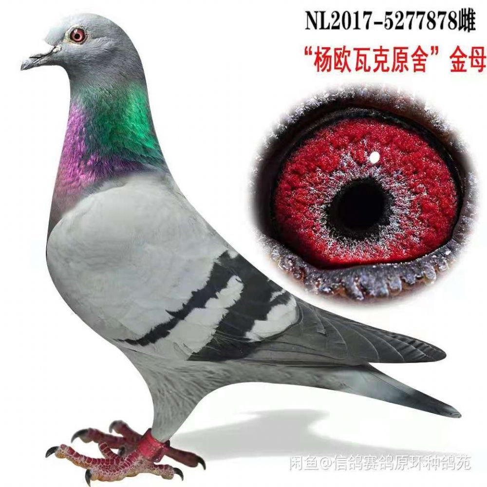 信鸽在线拍卖平台 - 中国信鸽信息网