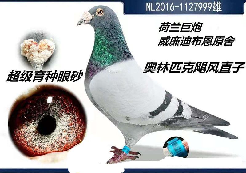 信鸽在线拍卖平台 - 中国信鸽信息网
