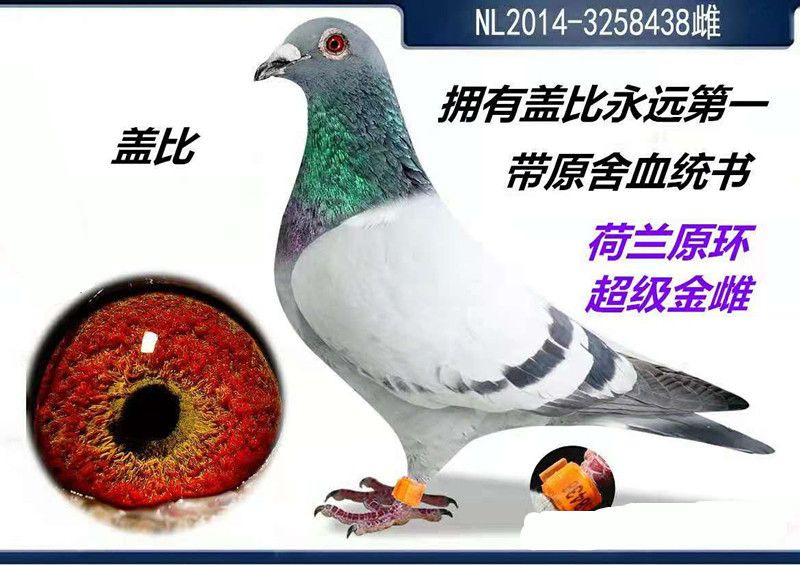 商品首 页  铭 鸽  新鸽上架  推荐铭鸽  定价鸽  在线拍鸽 黄金配对