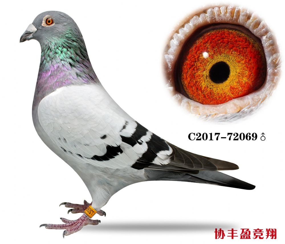 信鸽在线拍卖平台 - 中国信鸽信息网