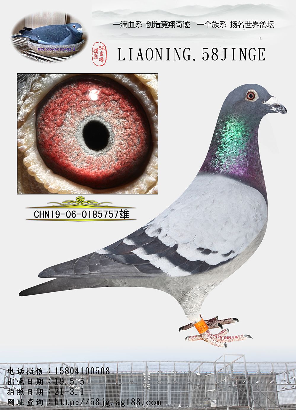 信鸽在线拍卖平台 - 中国信鸽信息网