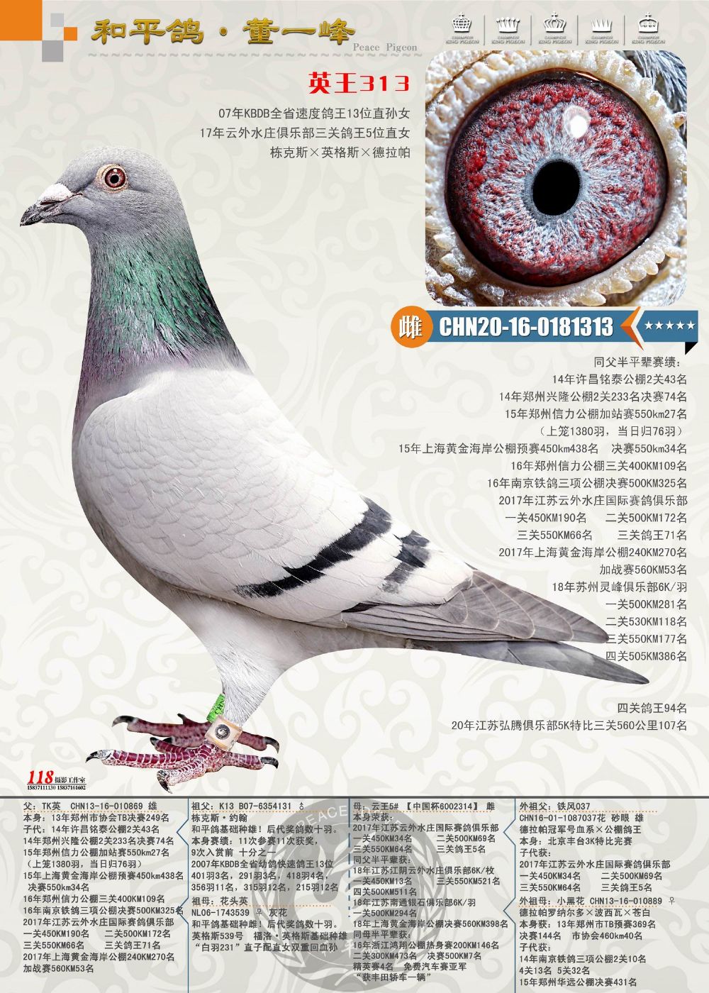 信鸽在线拍卖平台 - 中国信鸽信息网