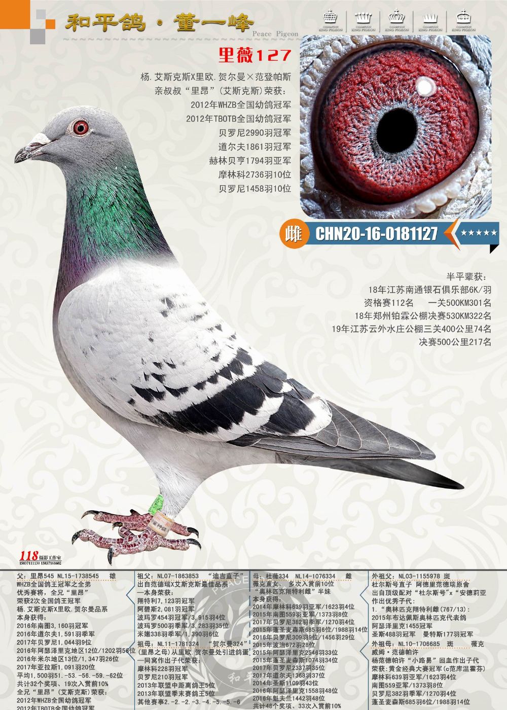 信鸽在线拍卖平台 - 中国信鸽信息网