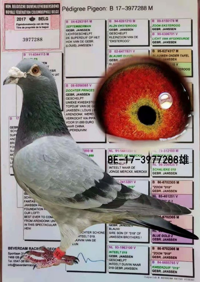 比利时18年鸽环颜色图片