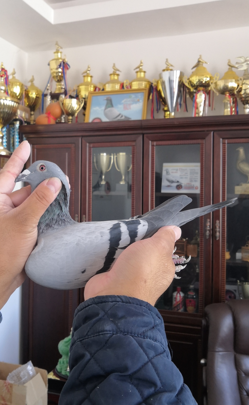 商品首 页  铭 鸽  新鸽上架  推荐铭鸽  定价鸽  在线拍鸽 黄金配对