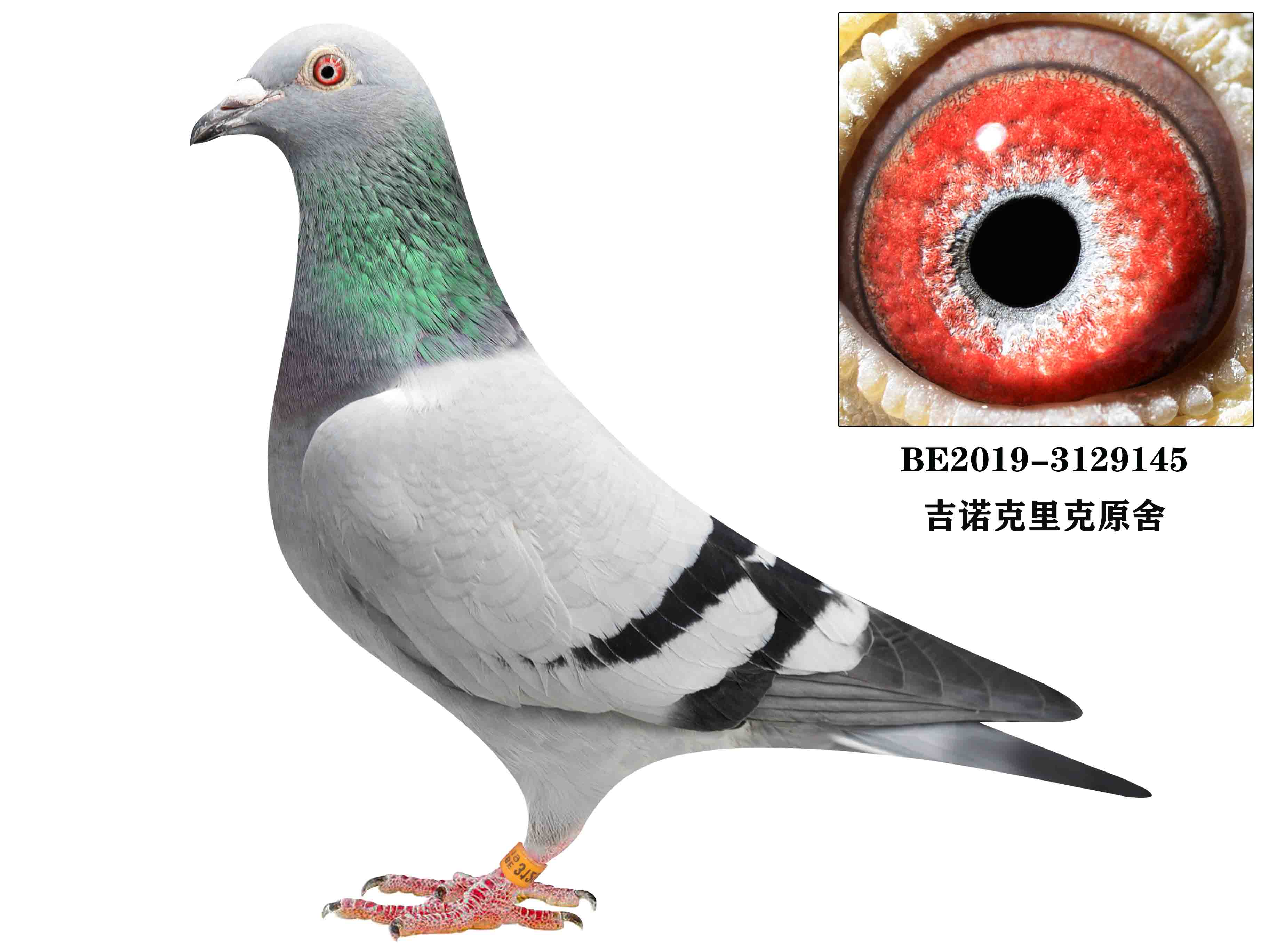 信鸽在线拍卖平台 - 中国信鸽信息网