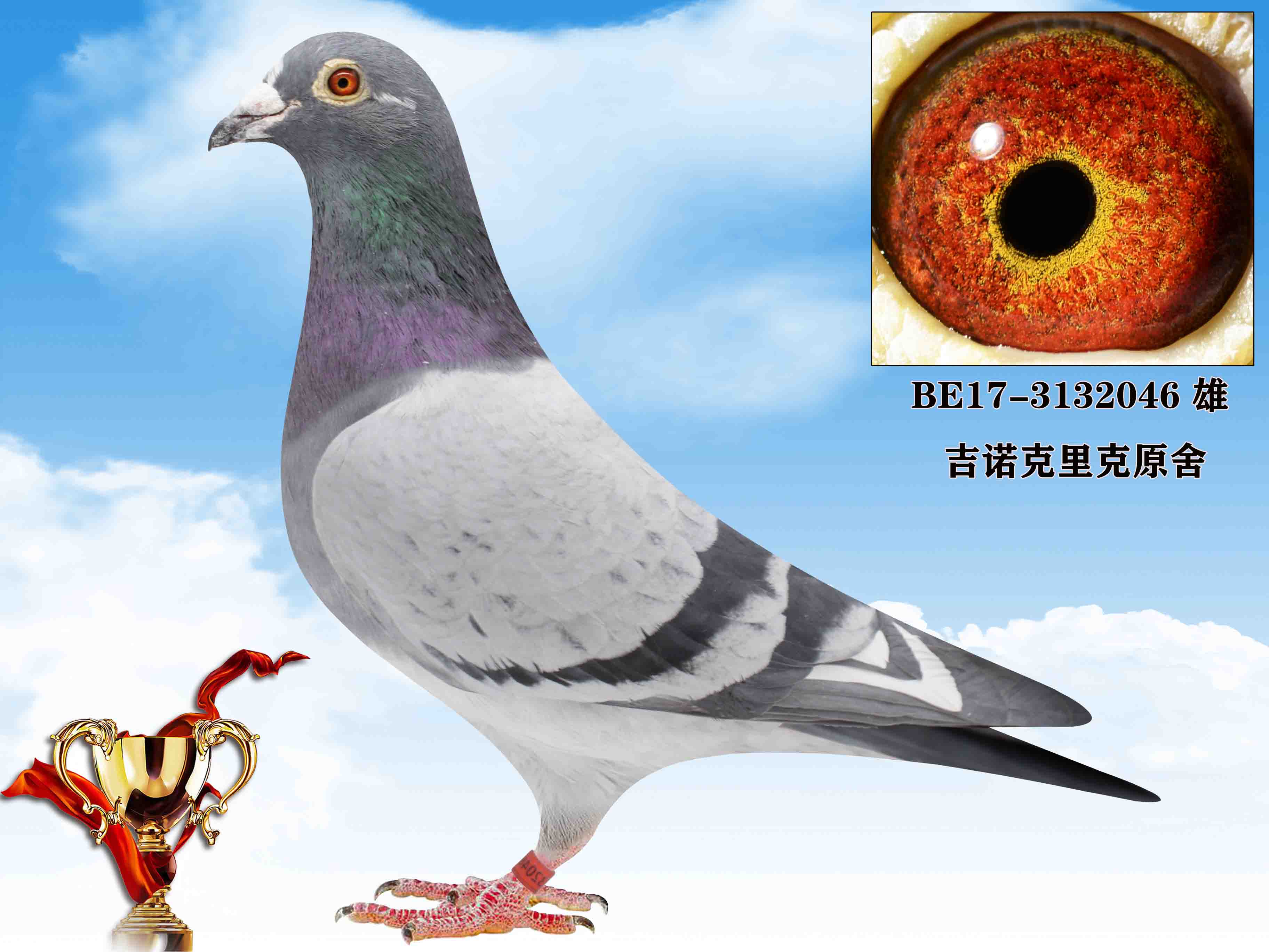 信鸽在线拍卖平台 - 中国信鸽信息网