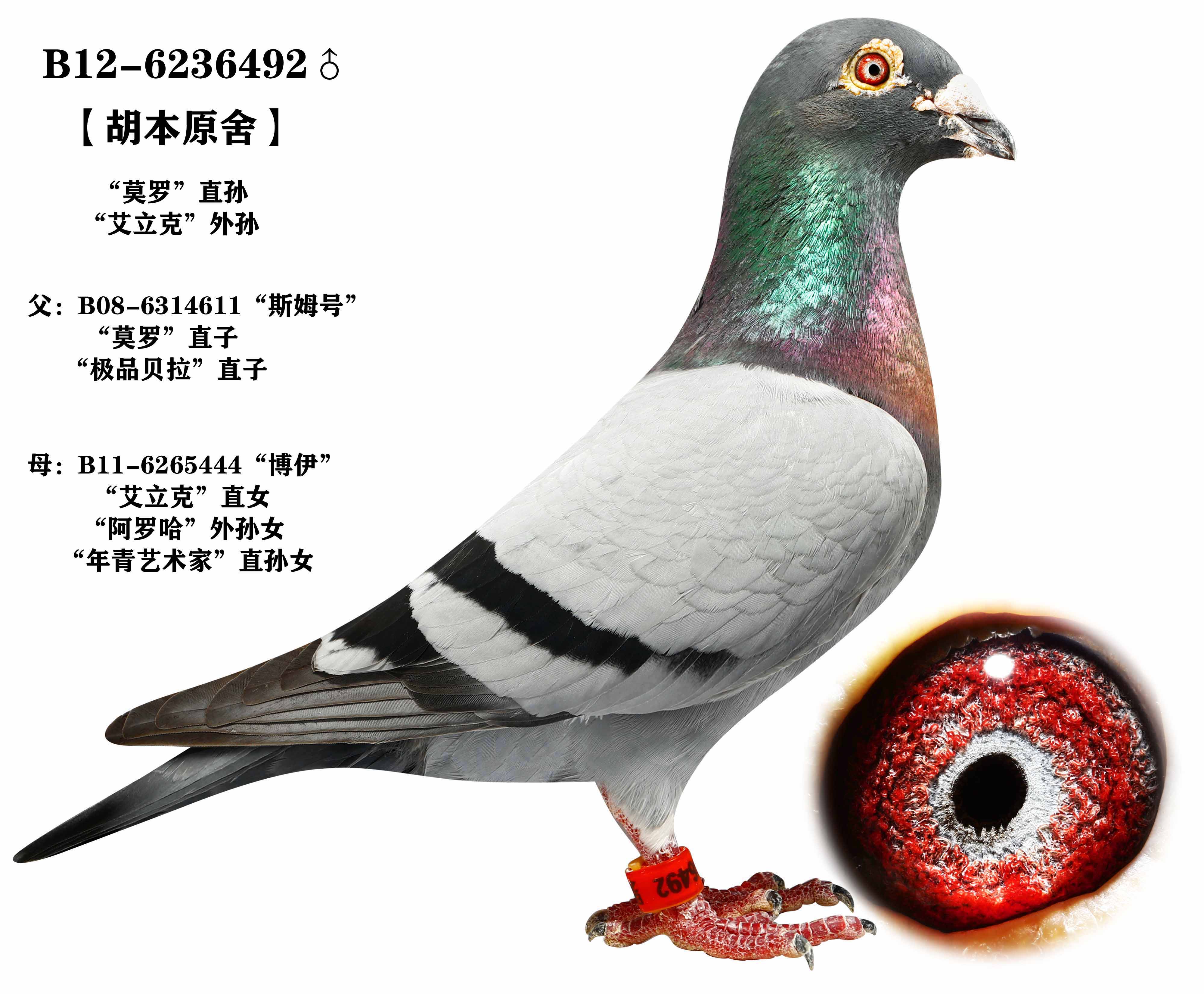 信鸽在线拍卖平台 - 中国信鸽信息网