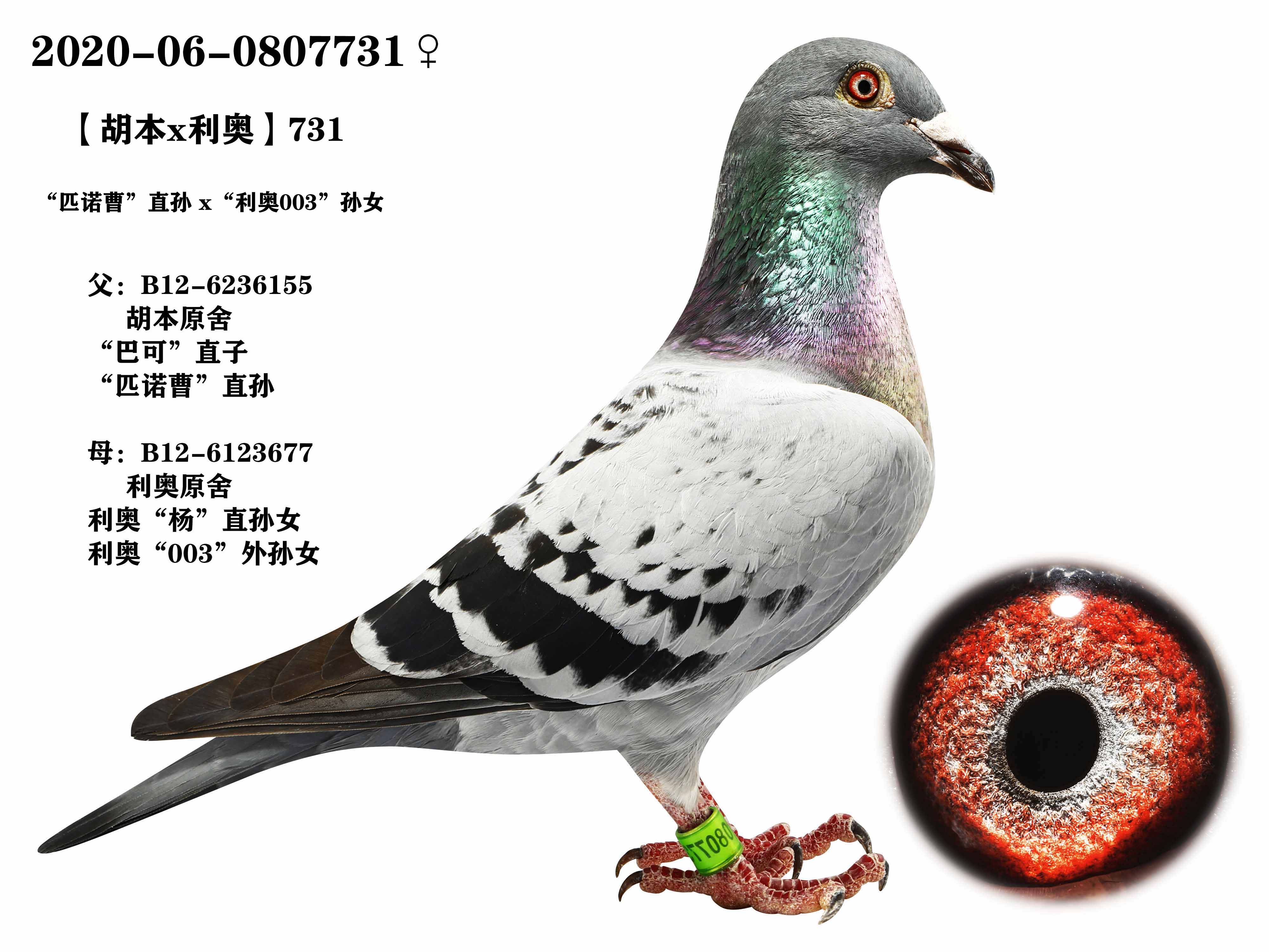 商品首 页  铭 鸽  新鸽上架  推荐铭鸽  定价鸽  在线拍鸽 黄金配对