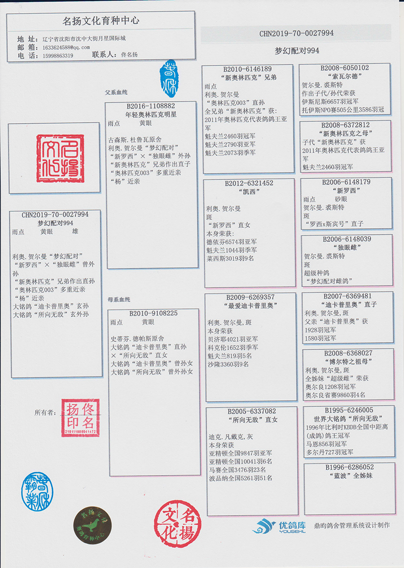 新罗西信鸽图片