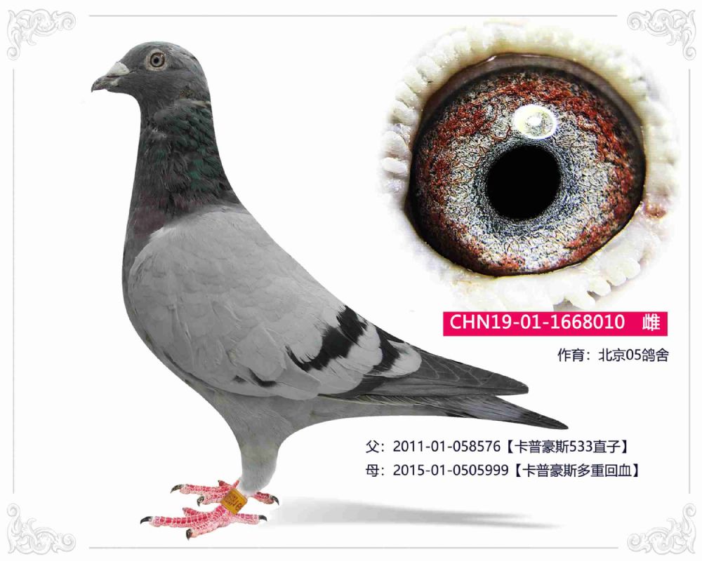 信鸽在线拍卖平台 - 中国信鸽信息网