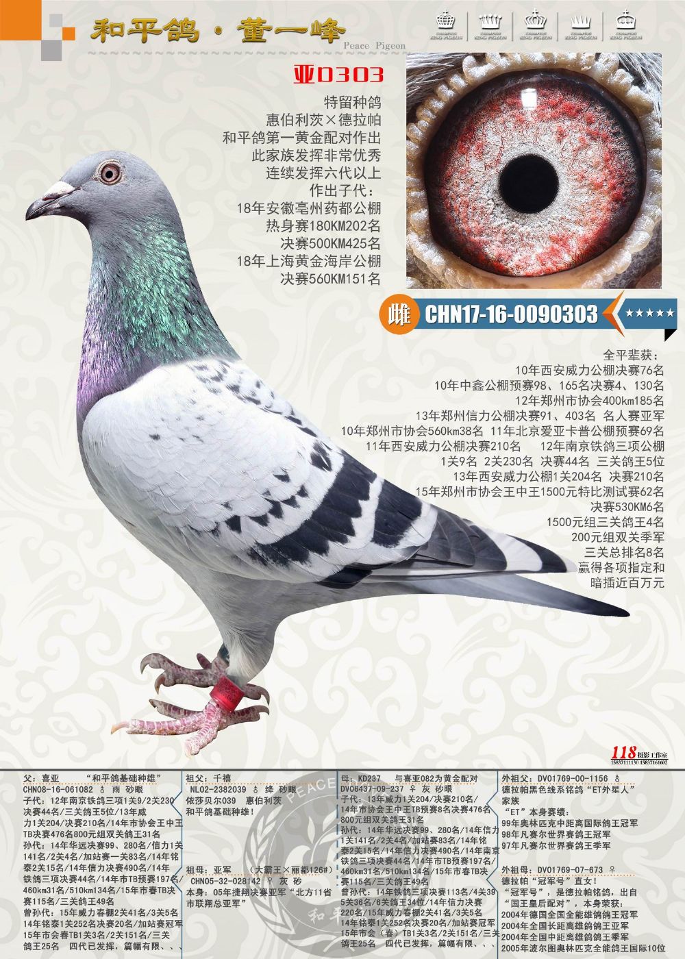 商品首 页  铭 鸽  新鸽上架  推荐铭鸽  定价鸽  在线拍鸽 黄金配对