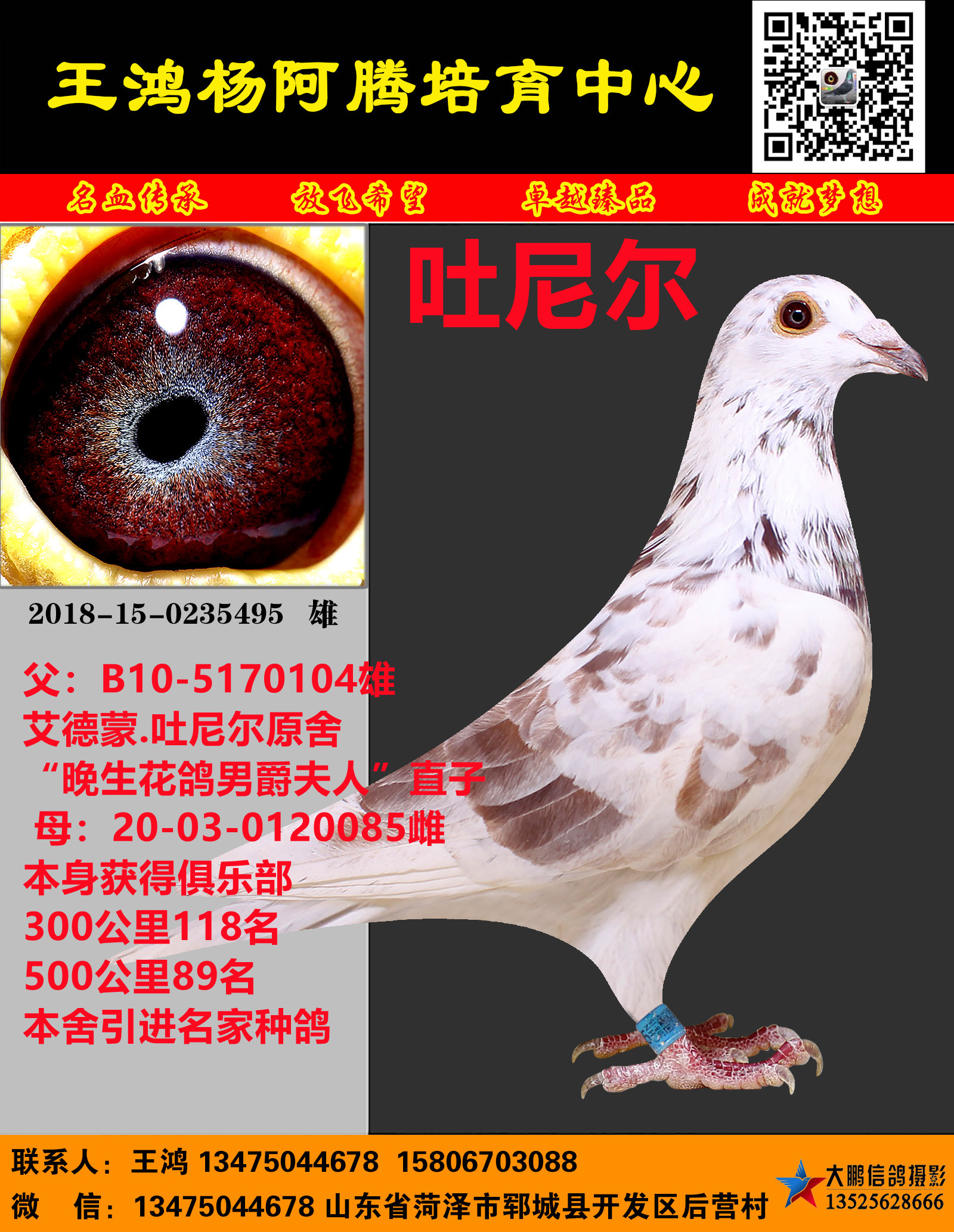 信鸽在线拍卖平台 - 中国信鸽信息网