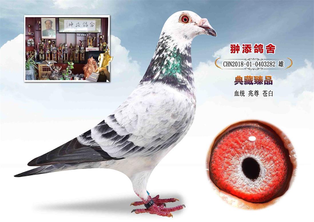 推荐铭鸽  定价鸽  在线拍鸽 黄金配对   网上展厅 管 理  鸽保健品