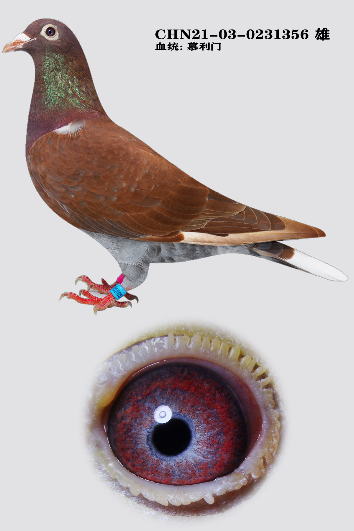 信鸽在线拍卖平台 - 中国信鸽信息网