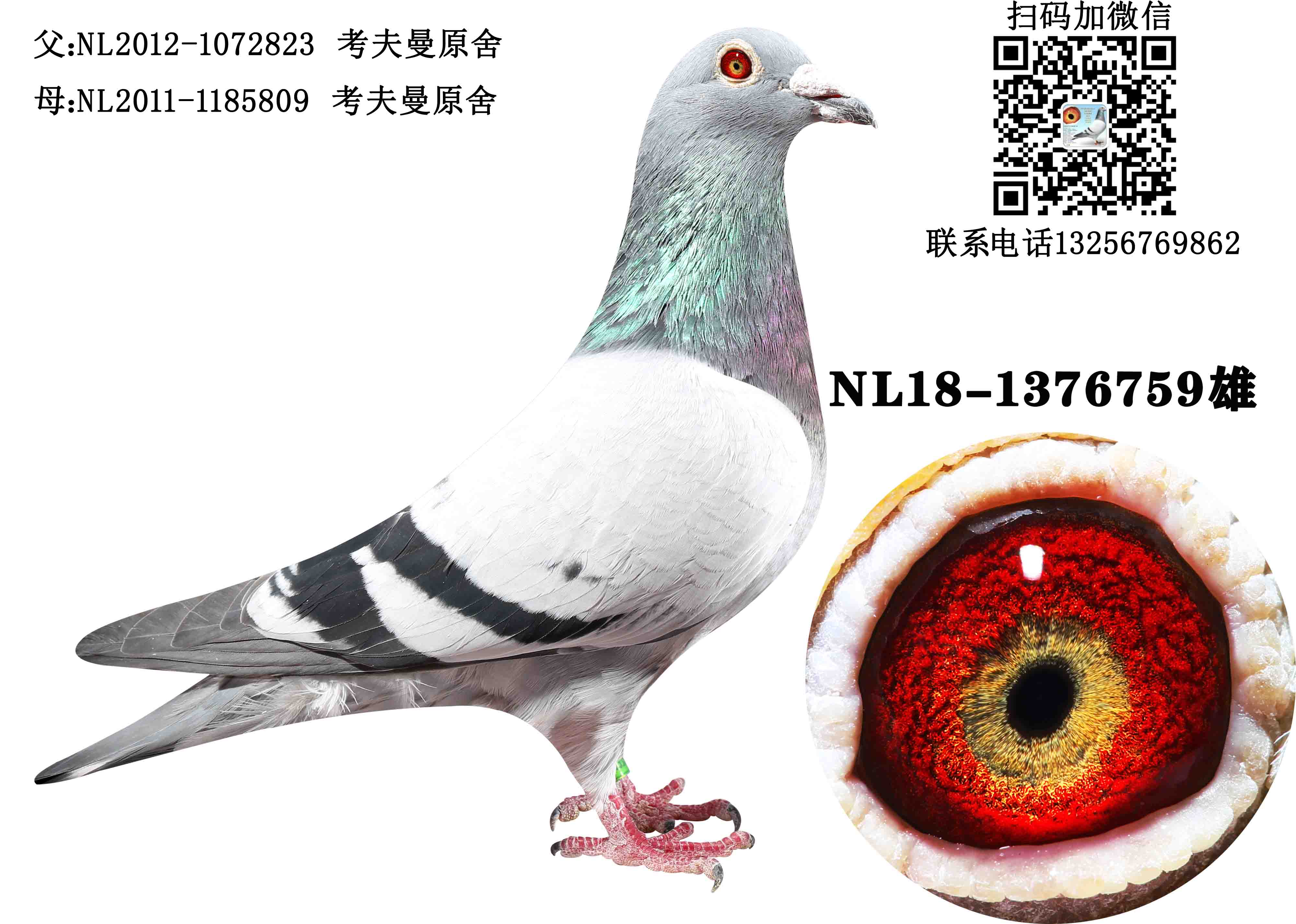 信鸽在线拍卖平台 - 中国信鸽信息网