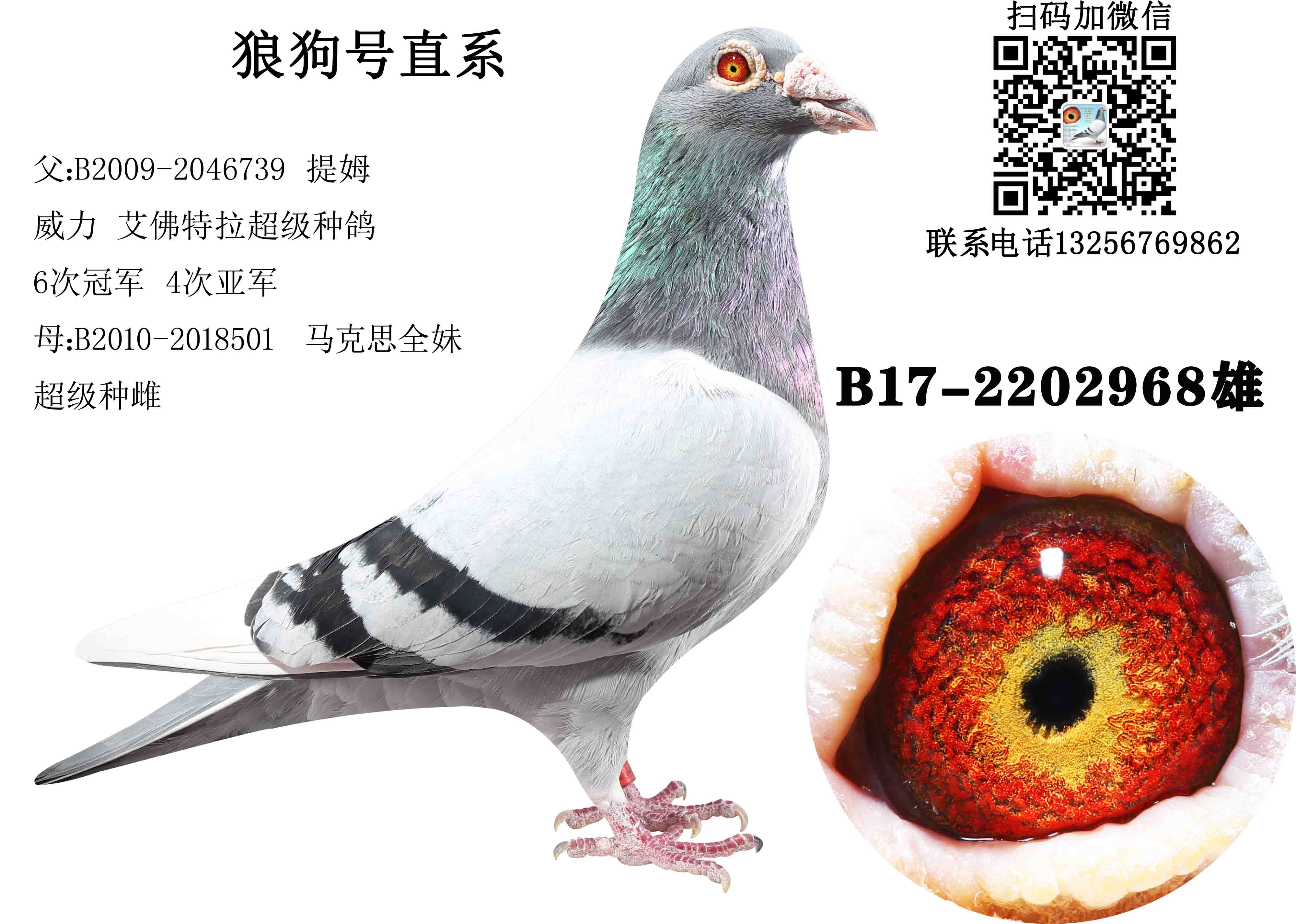 信鸽在线拍卖平台 - 中国信鸽信息网