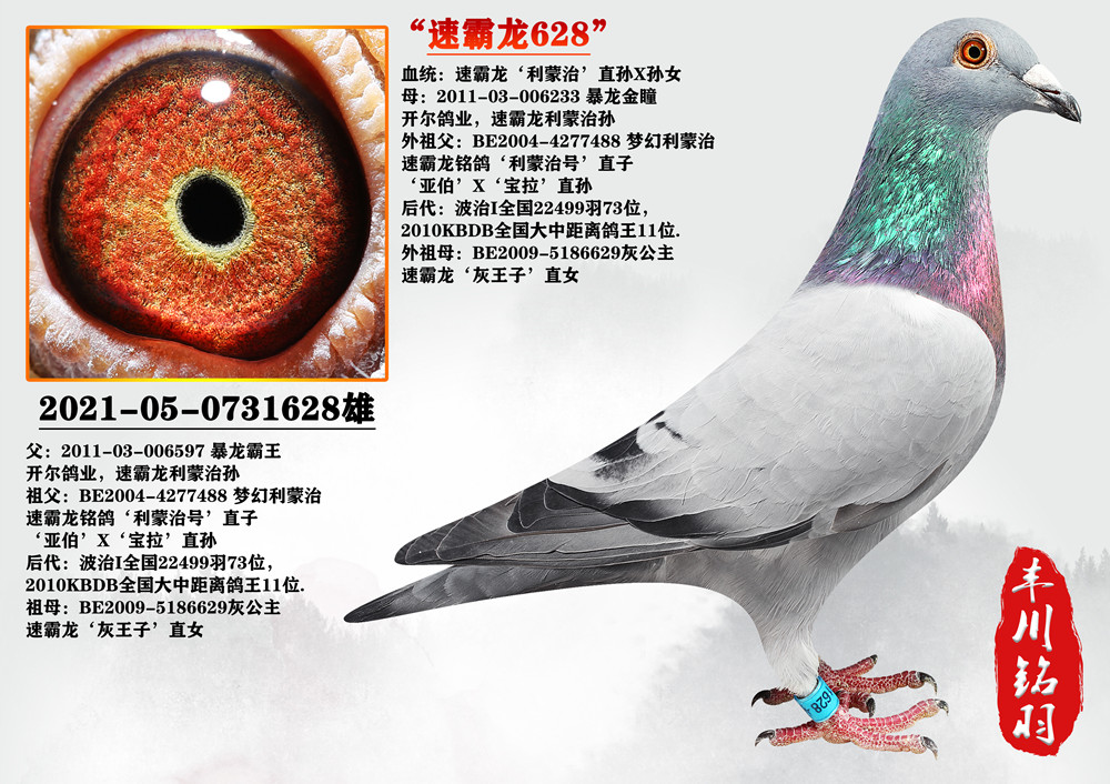 信鸽在线拍卖平台 - 中国信鸽信息网