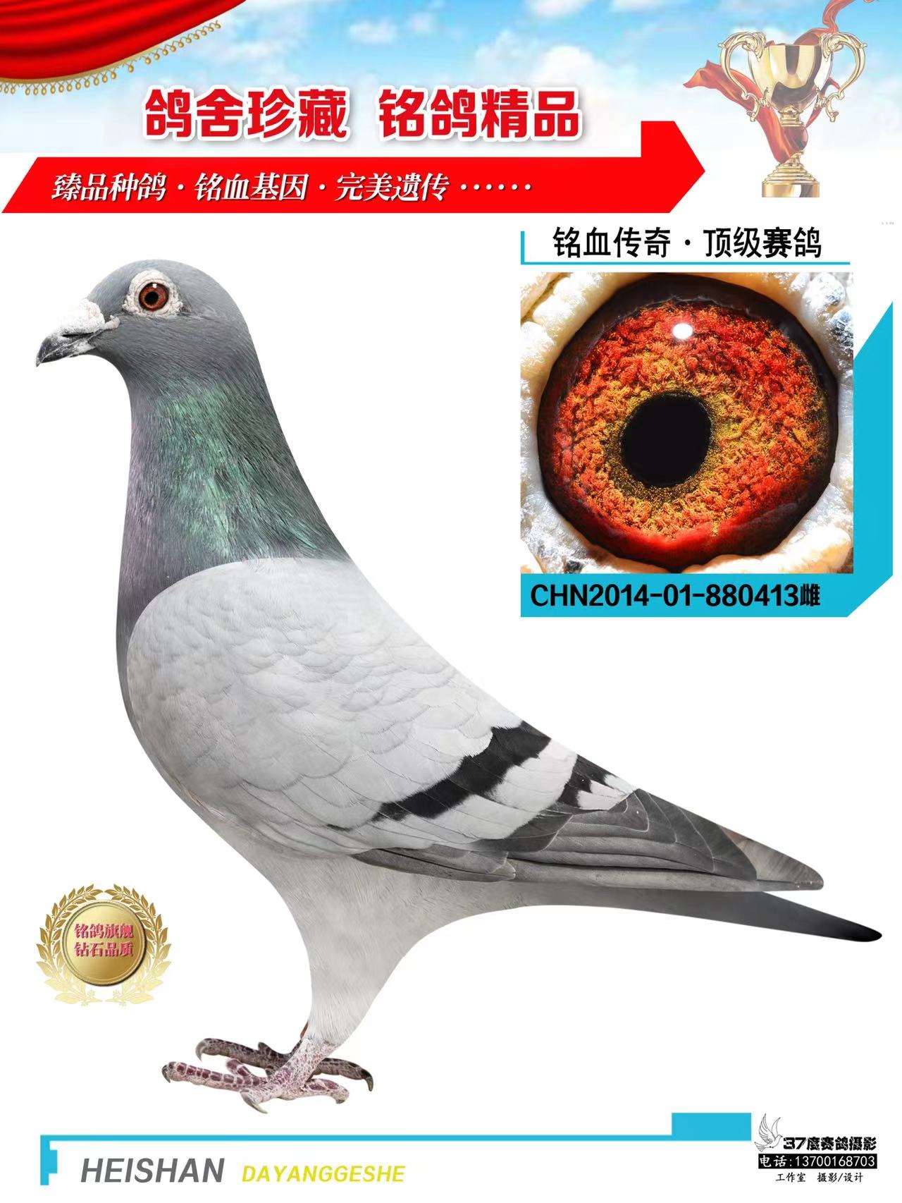 信鸽在线拍卖平台 - 中国信鸽信息网