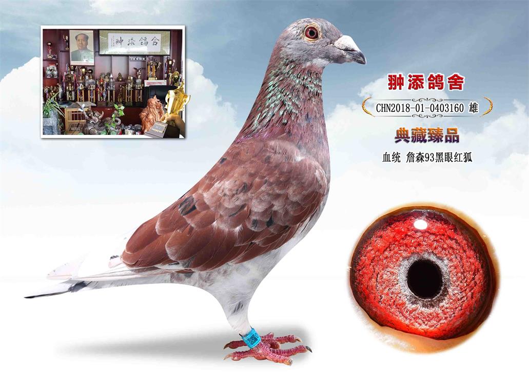 信鸽在线拍卖平台 - 中国信鸽信息网