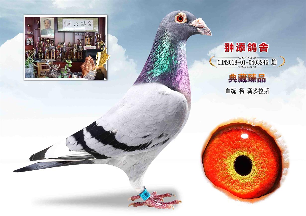 信鸽在线拍卖平台 - 中国信鸽信息网