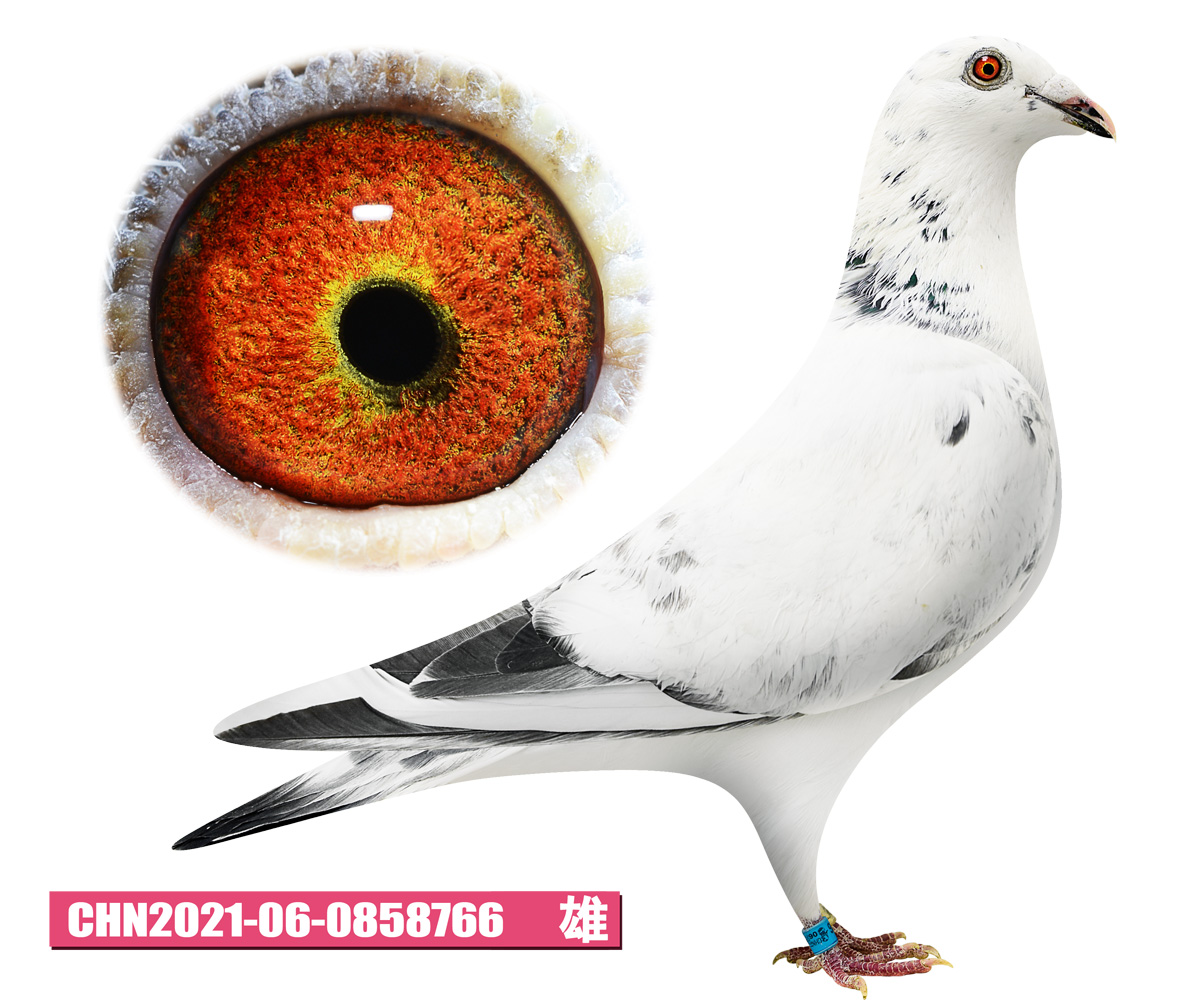 信鸽在线拍卖平台 - 中国信鸽信息网