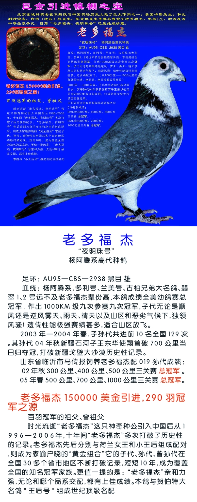 信鸽在线拍卖平台 - 中国信鸽信息网