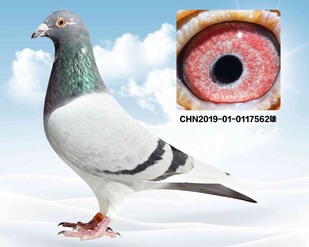 信鸽在线拍卖平台 - 中国信鸽信息网