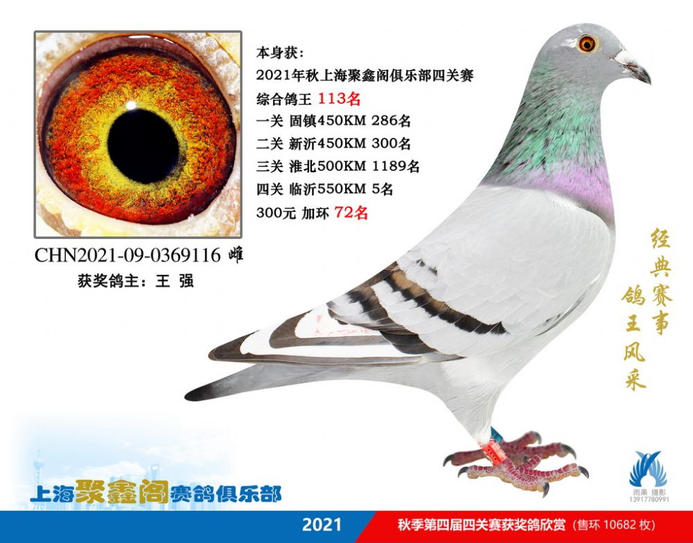上海聚鑫阁四关鸽王111名 - 信鸽现场拍卖平台 - 中国信鸽信息网