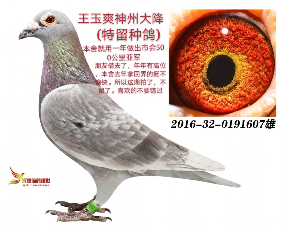 信鸽在线拍卖平台 - 中国信鸽信息网