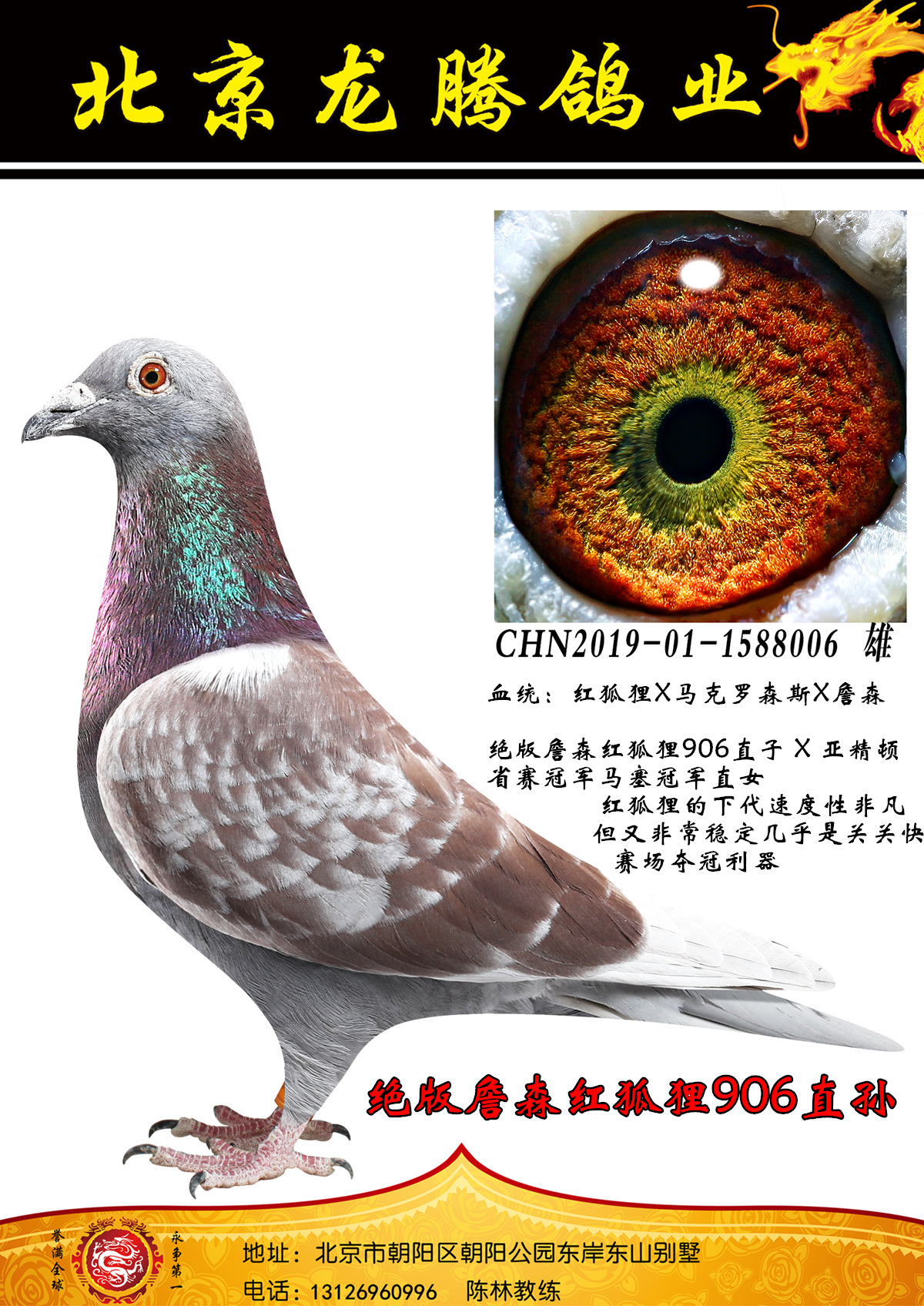 信鸽在线拍卖平台 - 中国信鸽信息网