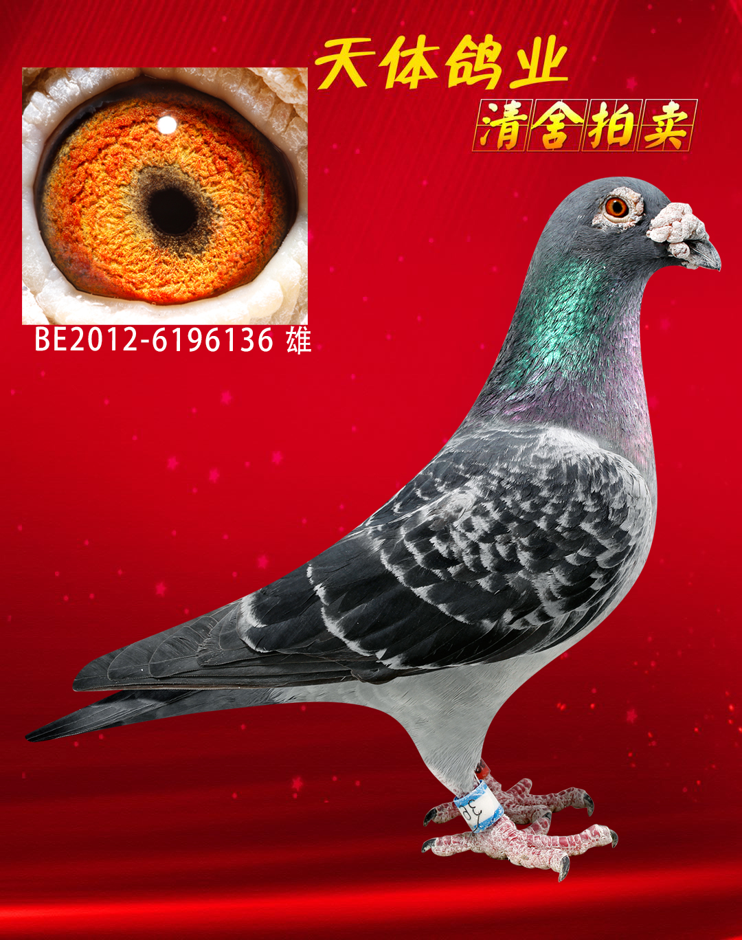 信鸽在线拍卖平台